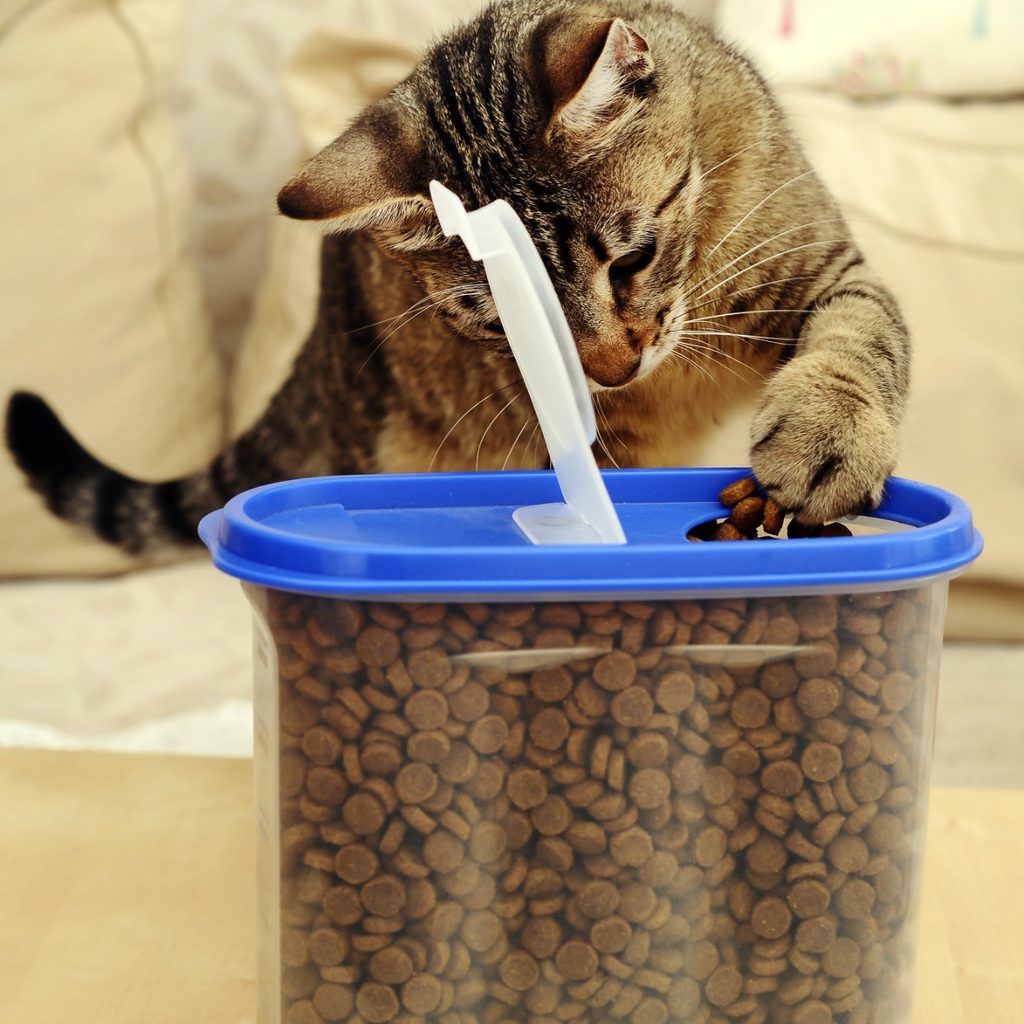 Cat with plastic container of cat food