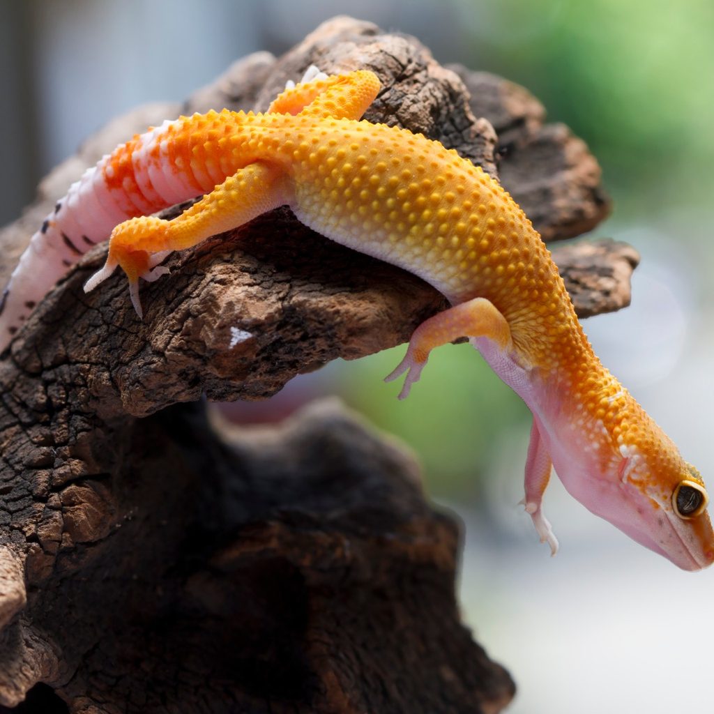 Gecko lizard on wood