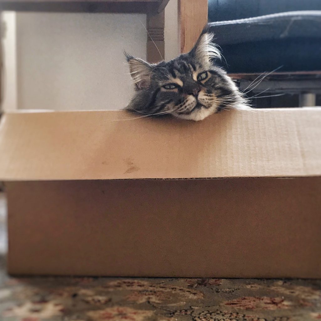 Gray cat in cardboard box