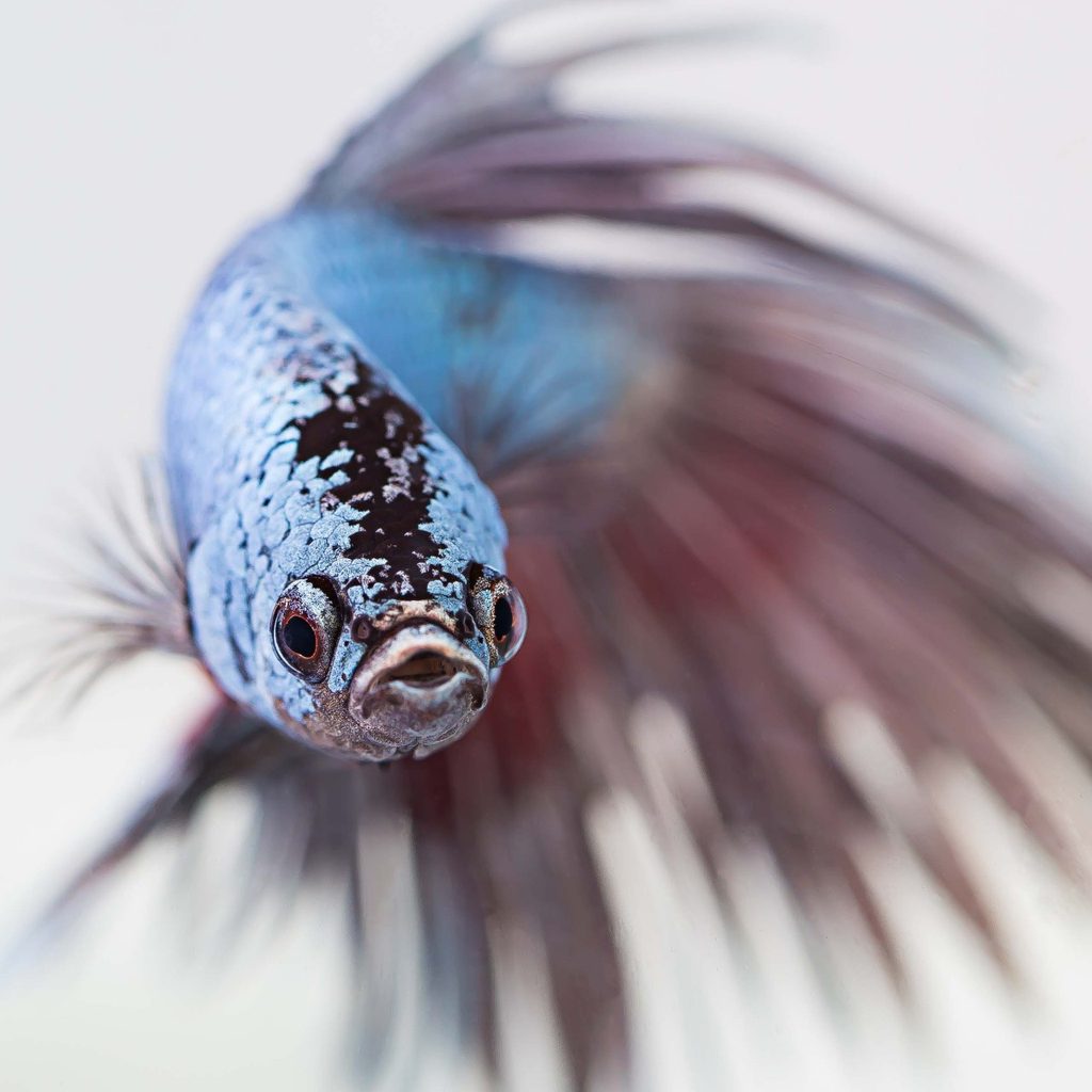 Blue betta fish staring at the camera