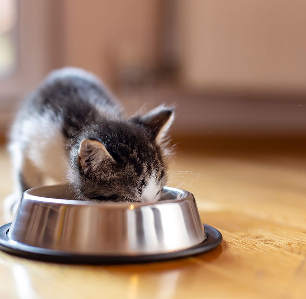 if your cat isn't eating