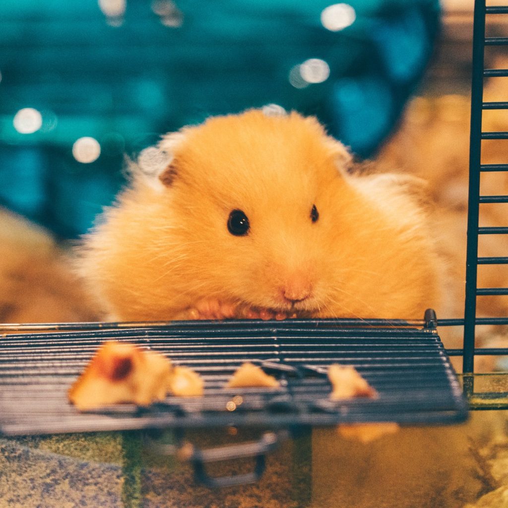 Orange hamster sitting in cage