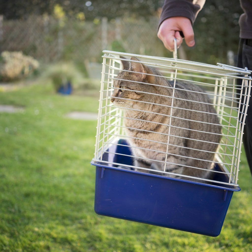 Person holding a cat in a cat carrier