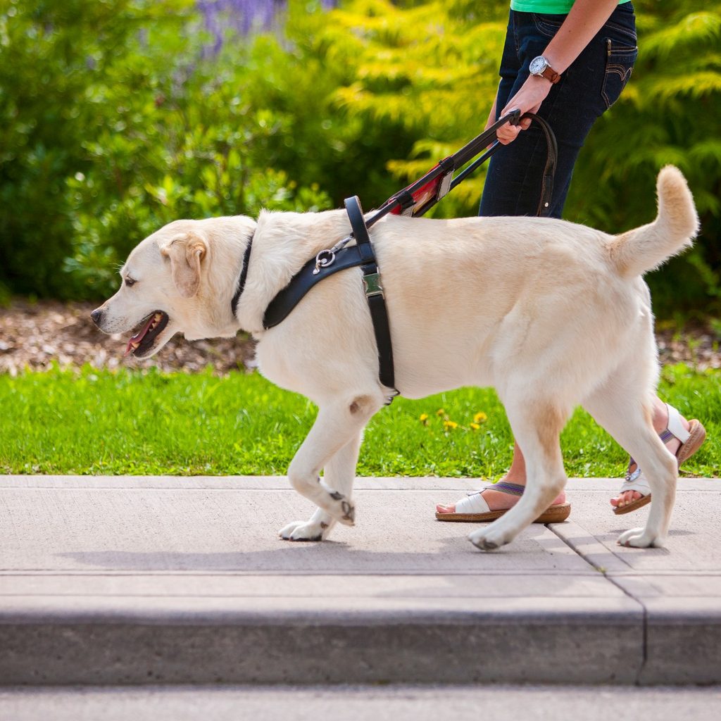 Dog on sidewalk in harness