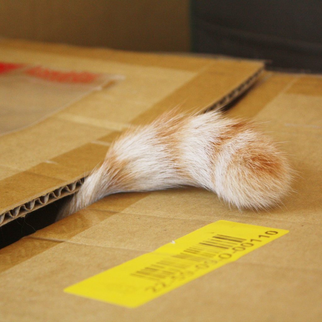 Cat tail sticking out of a box