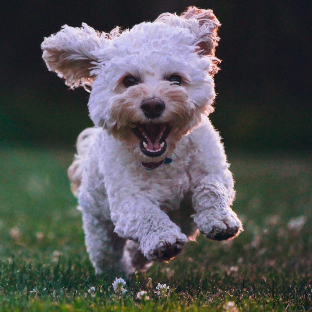 Puppy running on green grass