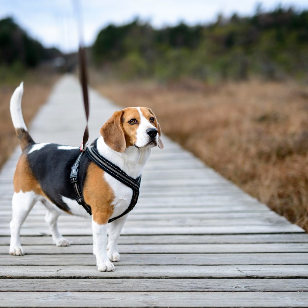 Beagle in harness on wooden walkway