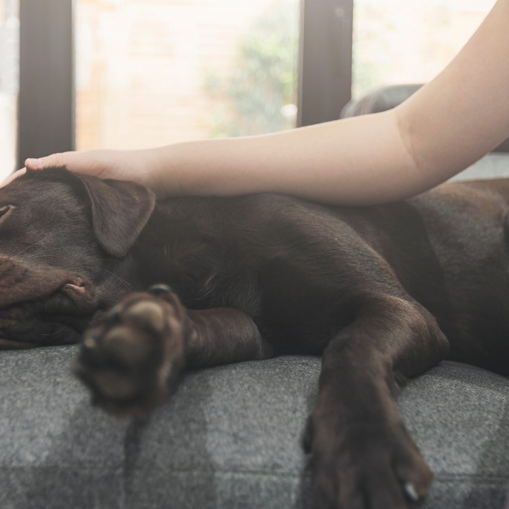 Old brown dog sleeping