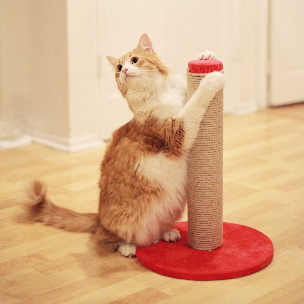 Cat using scratching post