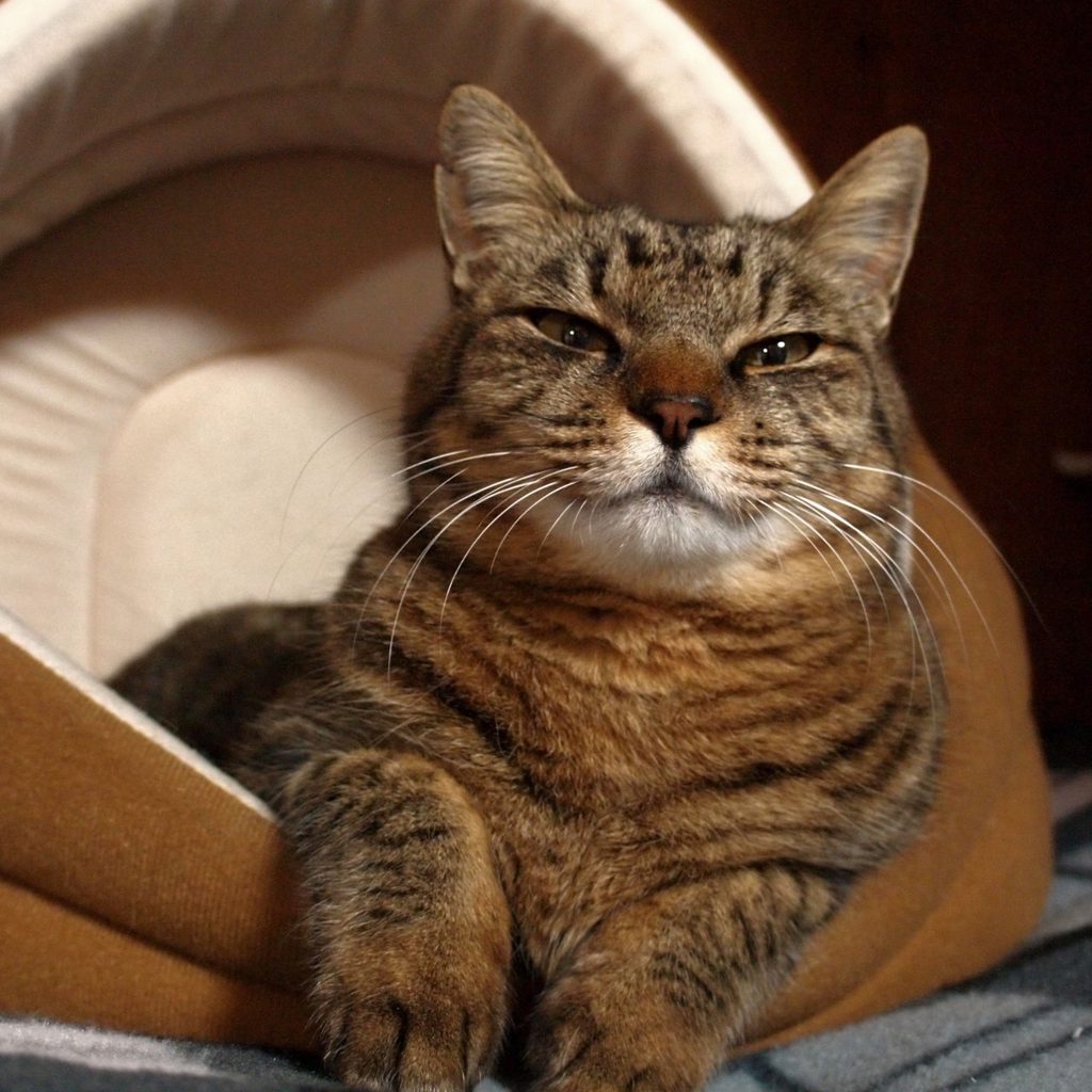 Calico cat in cat bed