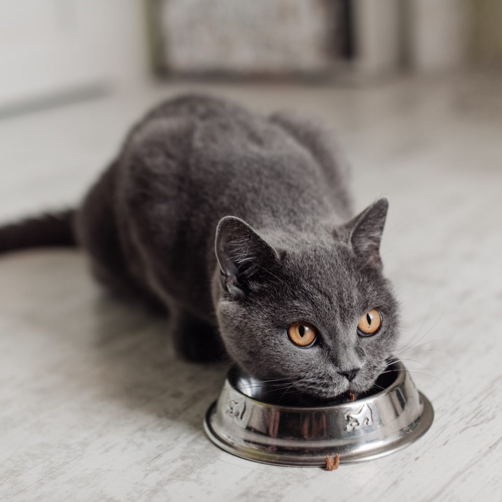 Black car eating from bowl
