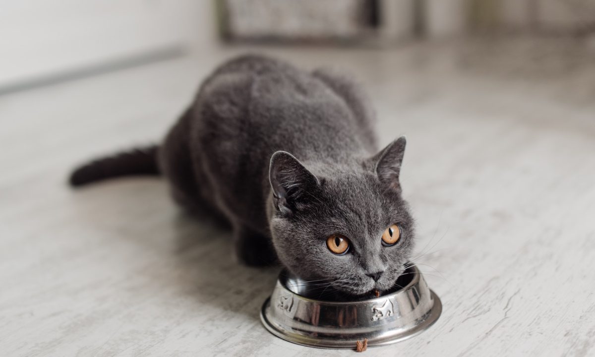 Black car eating from bowl