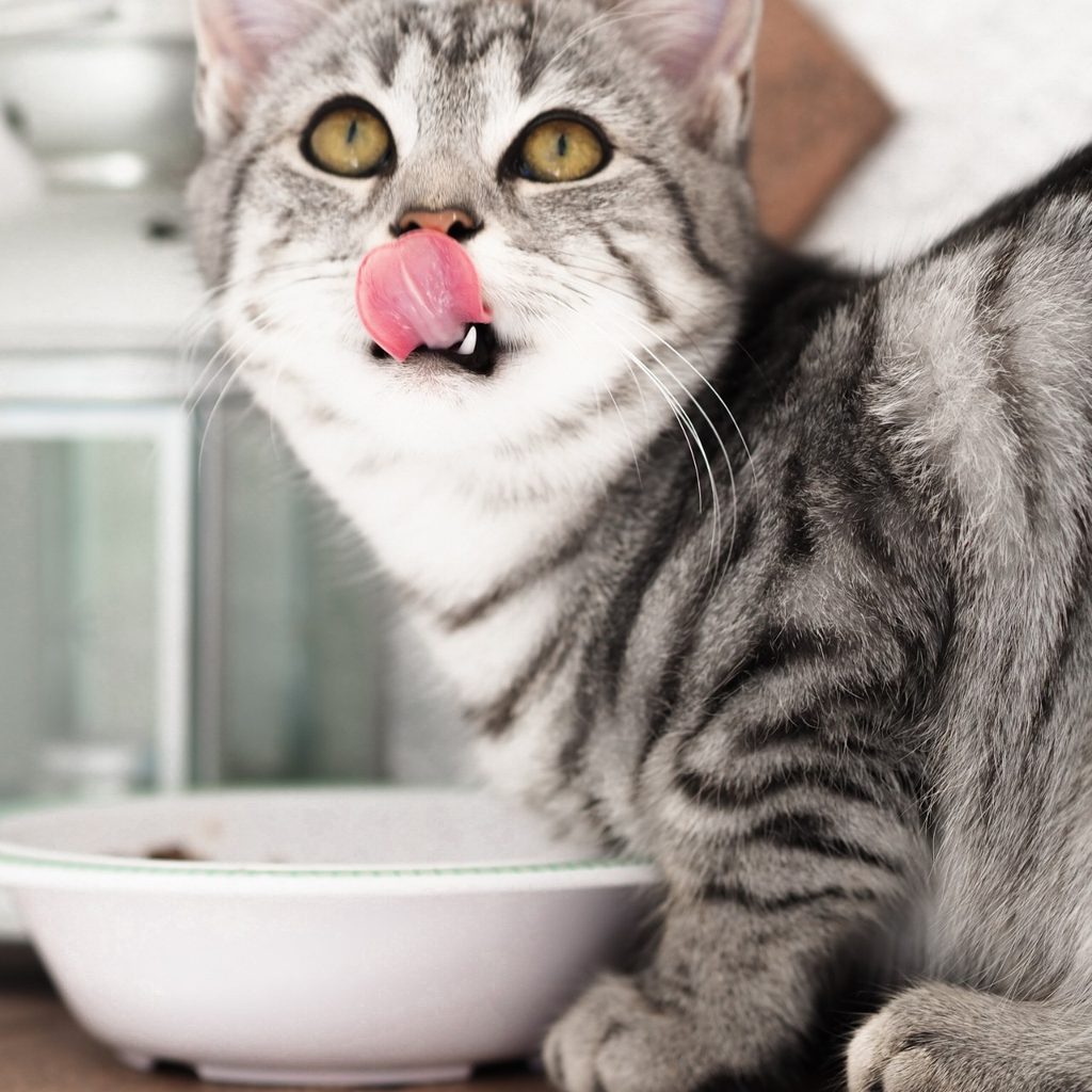 Cat looking up from eating