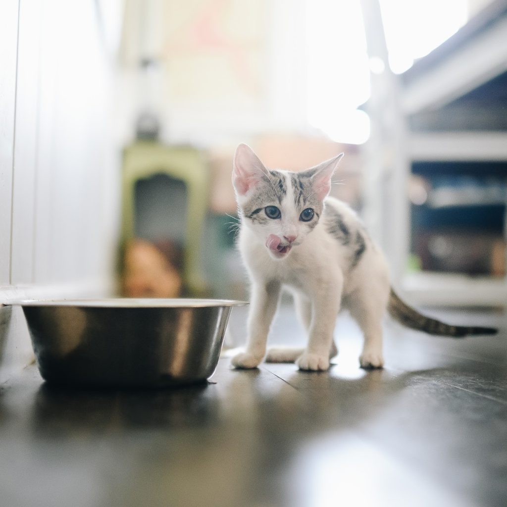 Kitten in kitchen eating
