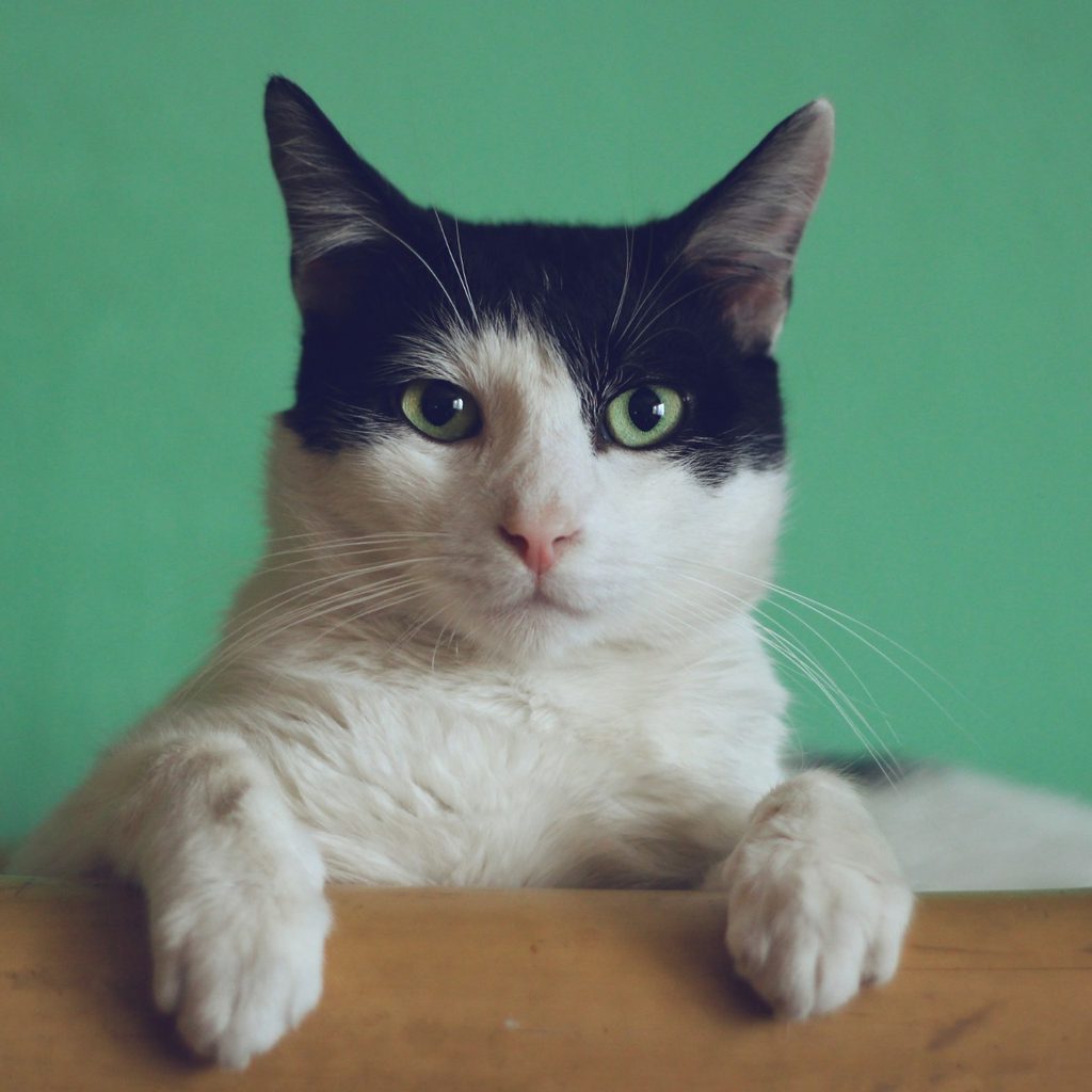 Cat with green eye