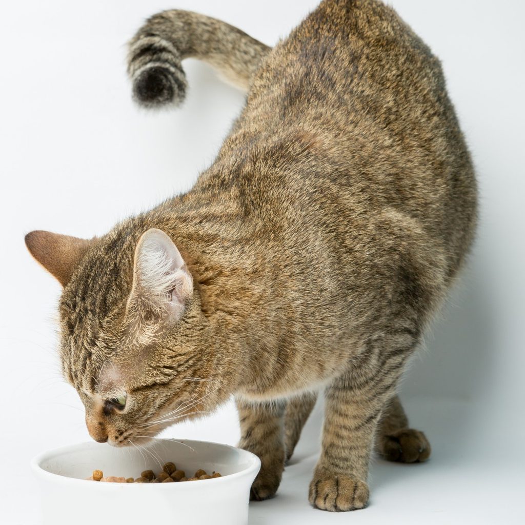 Calico cat eating from bowl