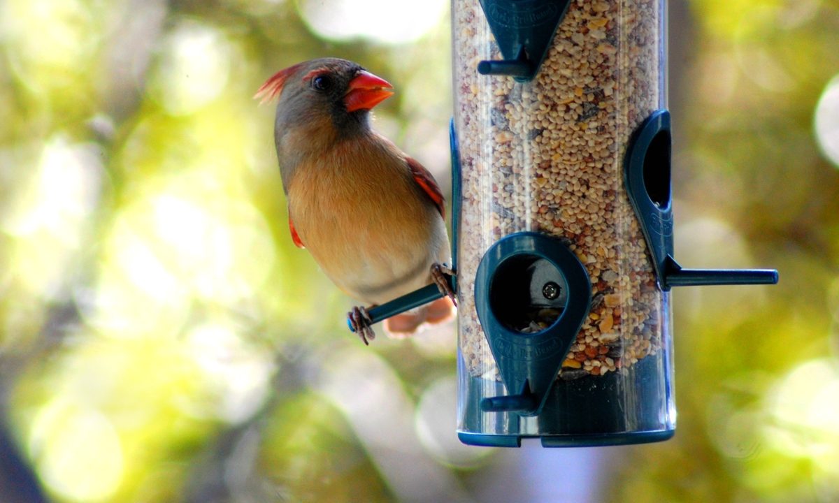 Bird on full bird feeder