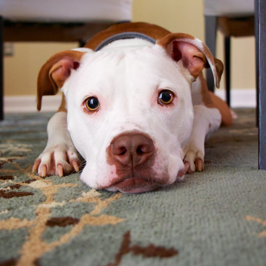 Pit bull lying on a carpet