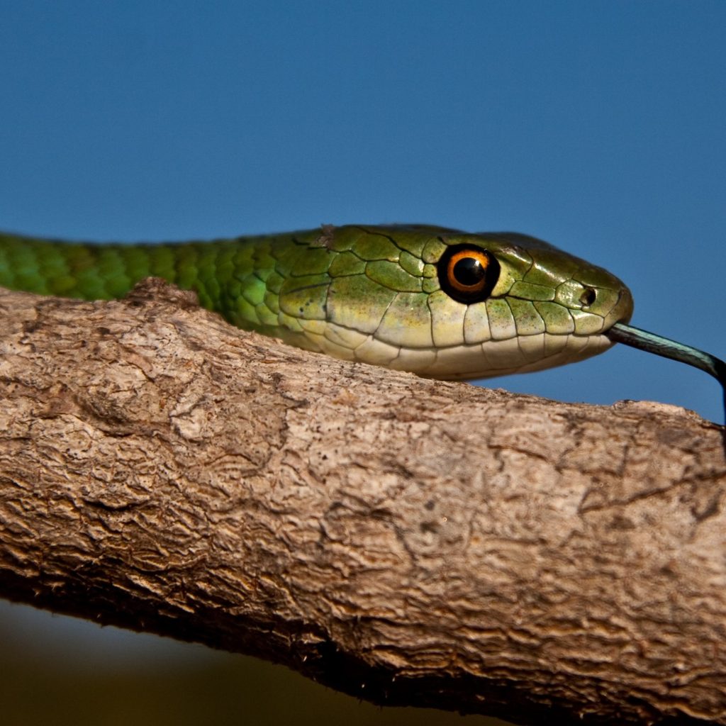 Green snake on branch