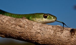 Green snake on branch