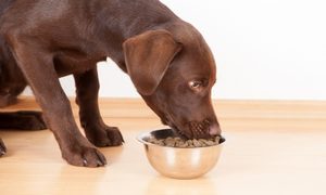 Brown dog eating out of metal bowl
