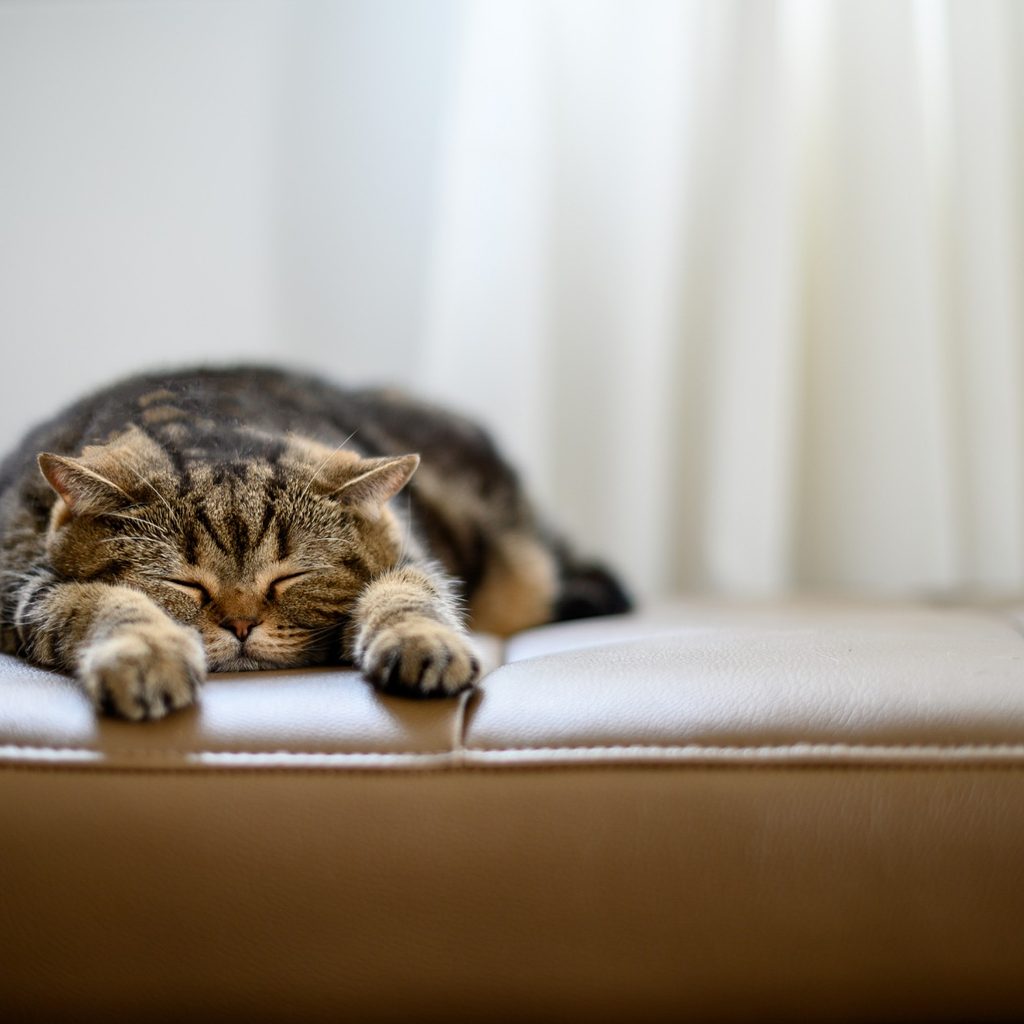 Calico cat sleeping on couch