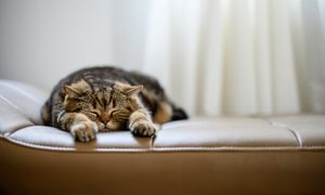 Calico cat sleeping on couch