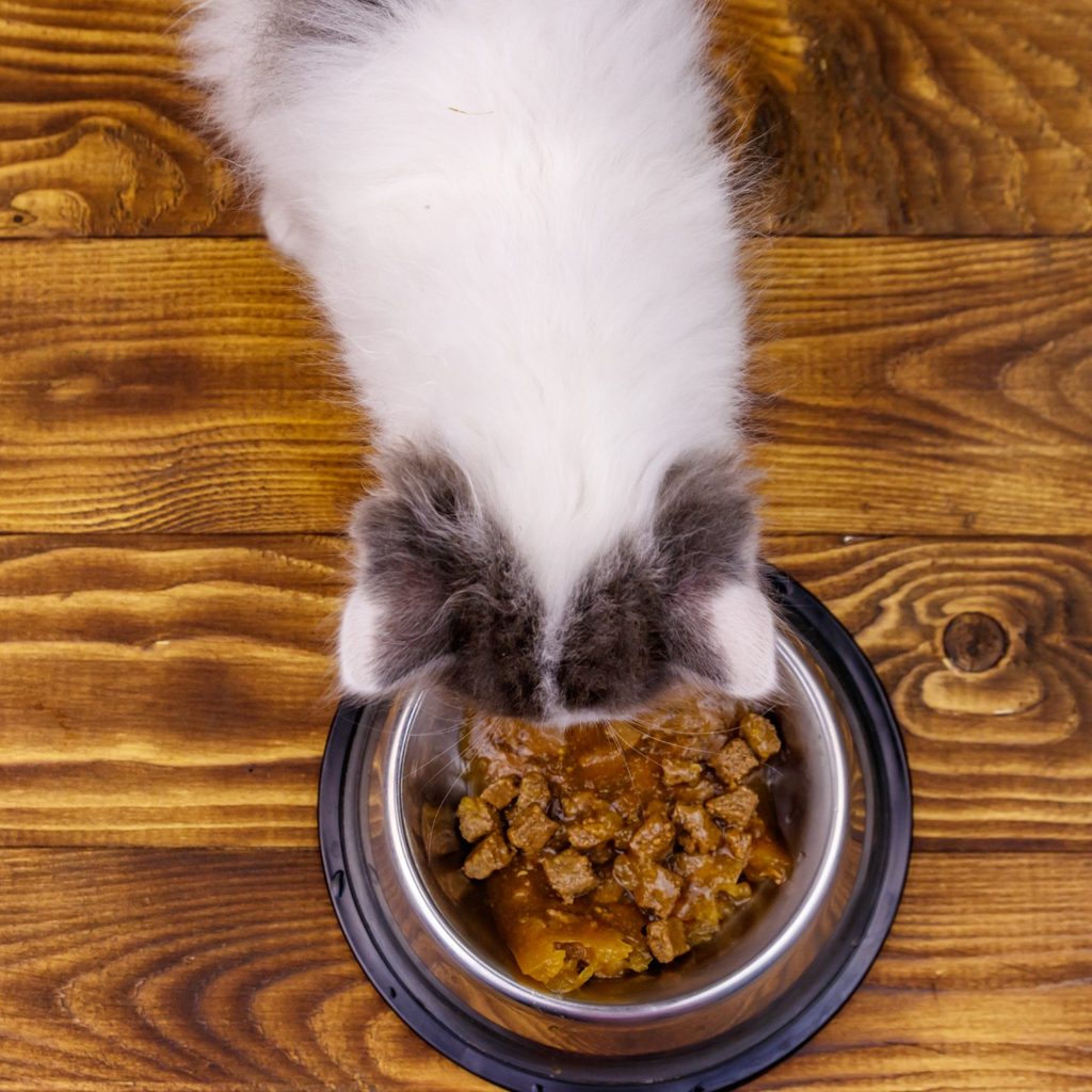 Cat eating from metal bowl on floor