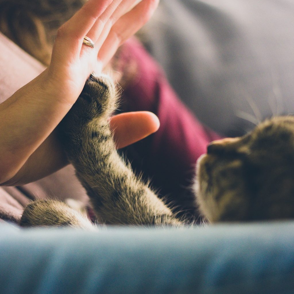 person giving a cat a high five