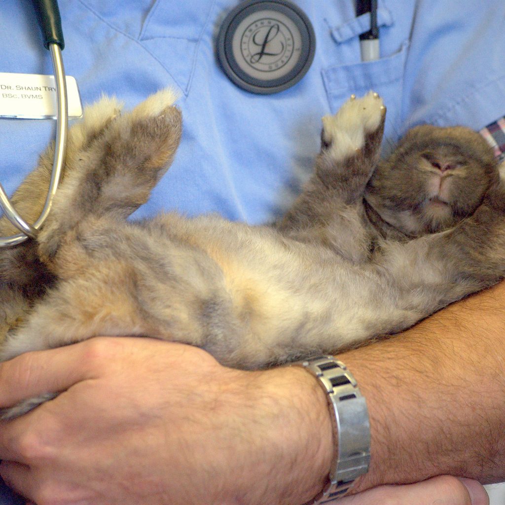 rabbit being held by veterinarian
