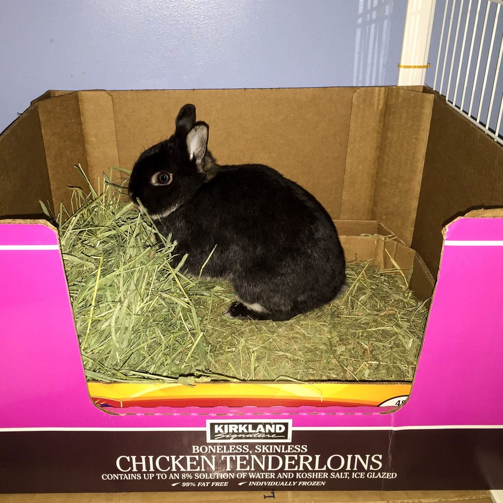Pet rabbit in litter box with side cut out