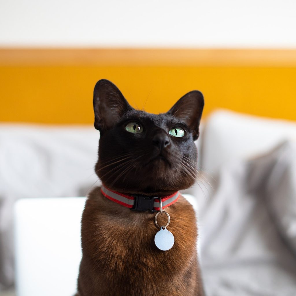 Black cat wearing collar and tag