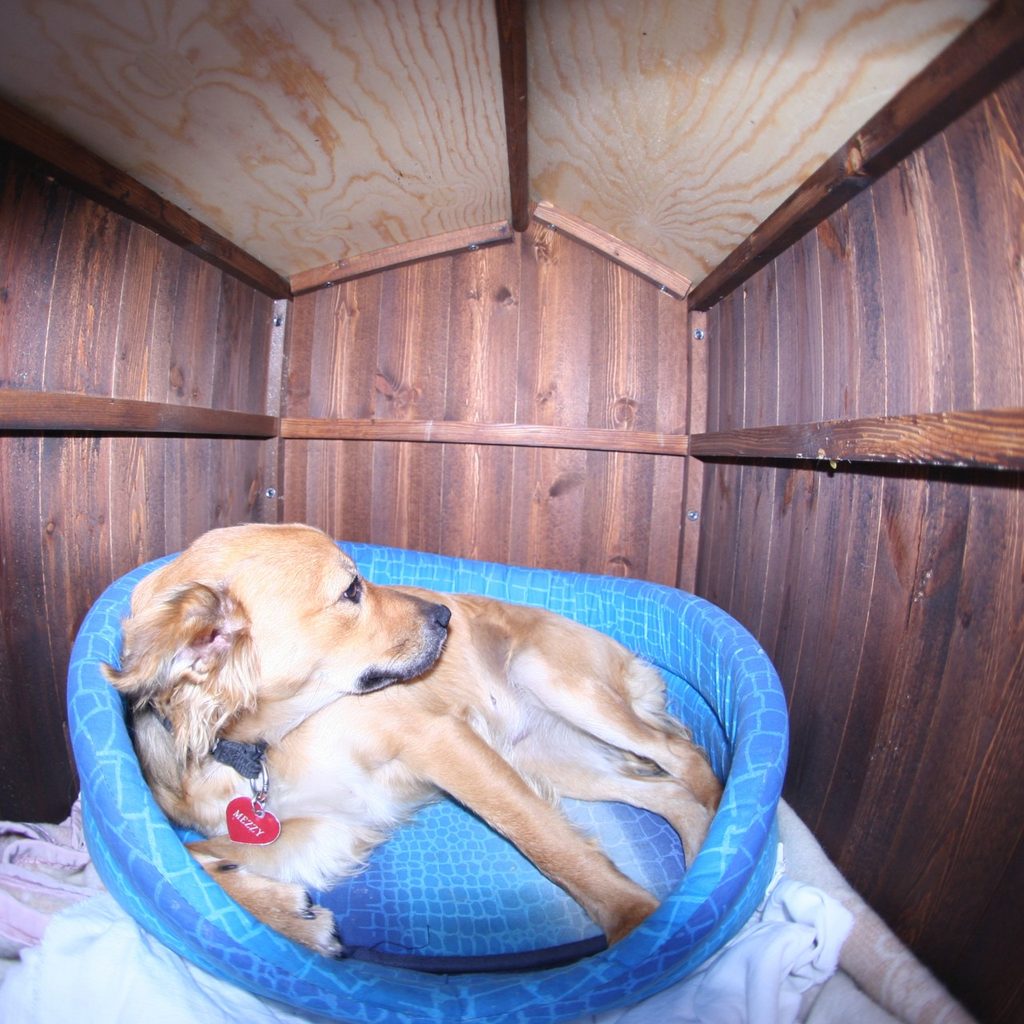 Dog on plastic pad in doghouse