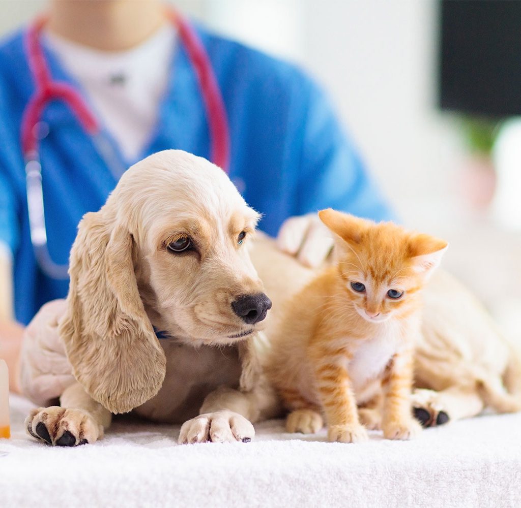puppy and kitten at vet