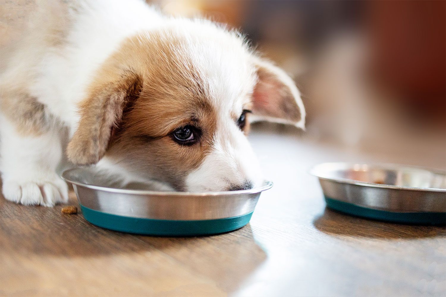 puppy food