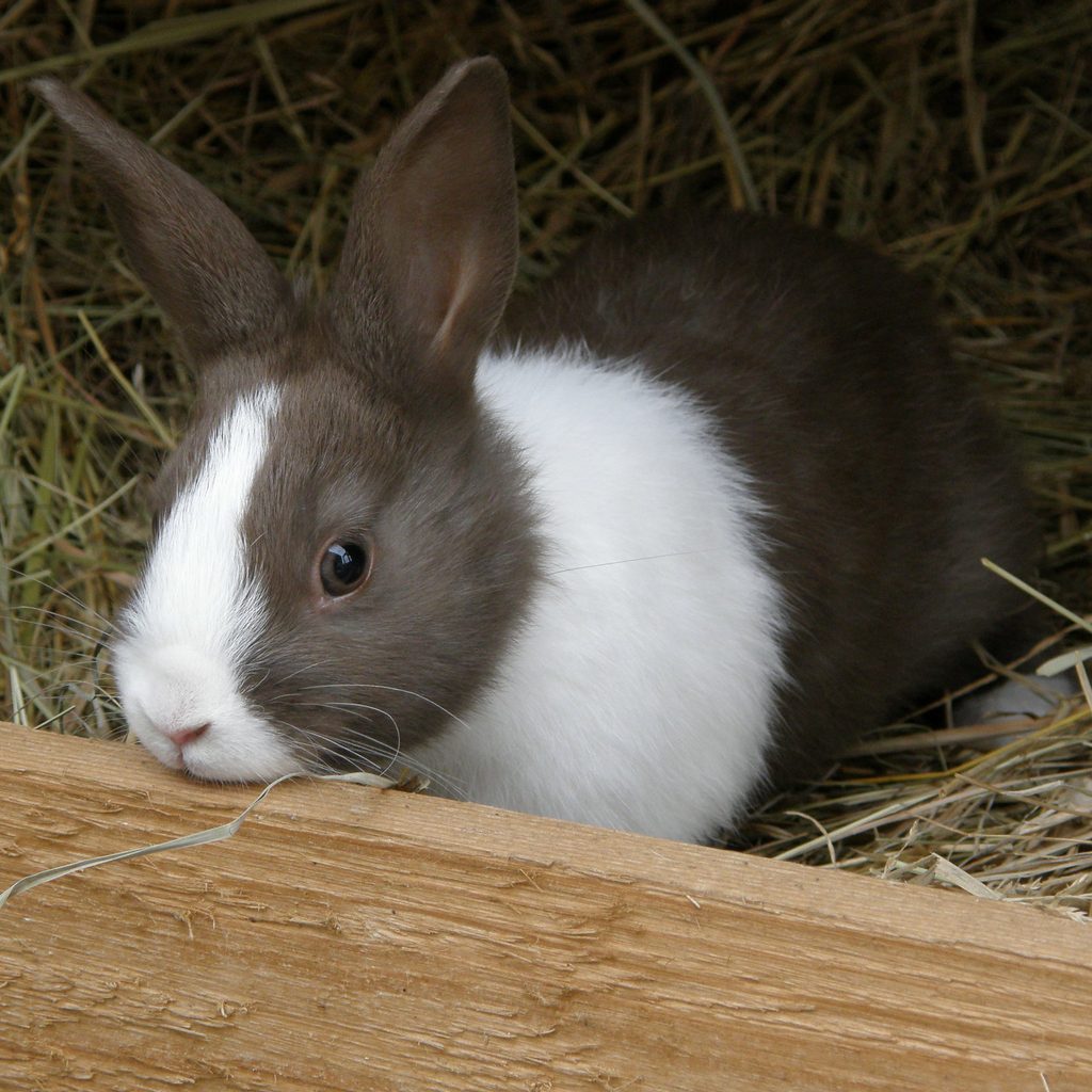 rabbit in box with hay