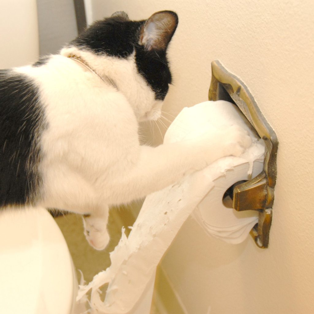 Cat scratching toilet paper