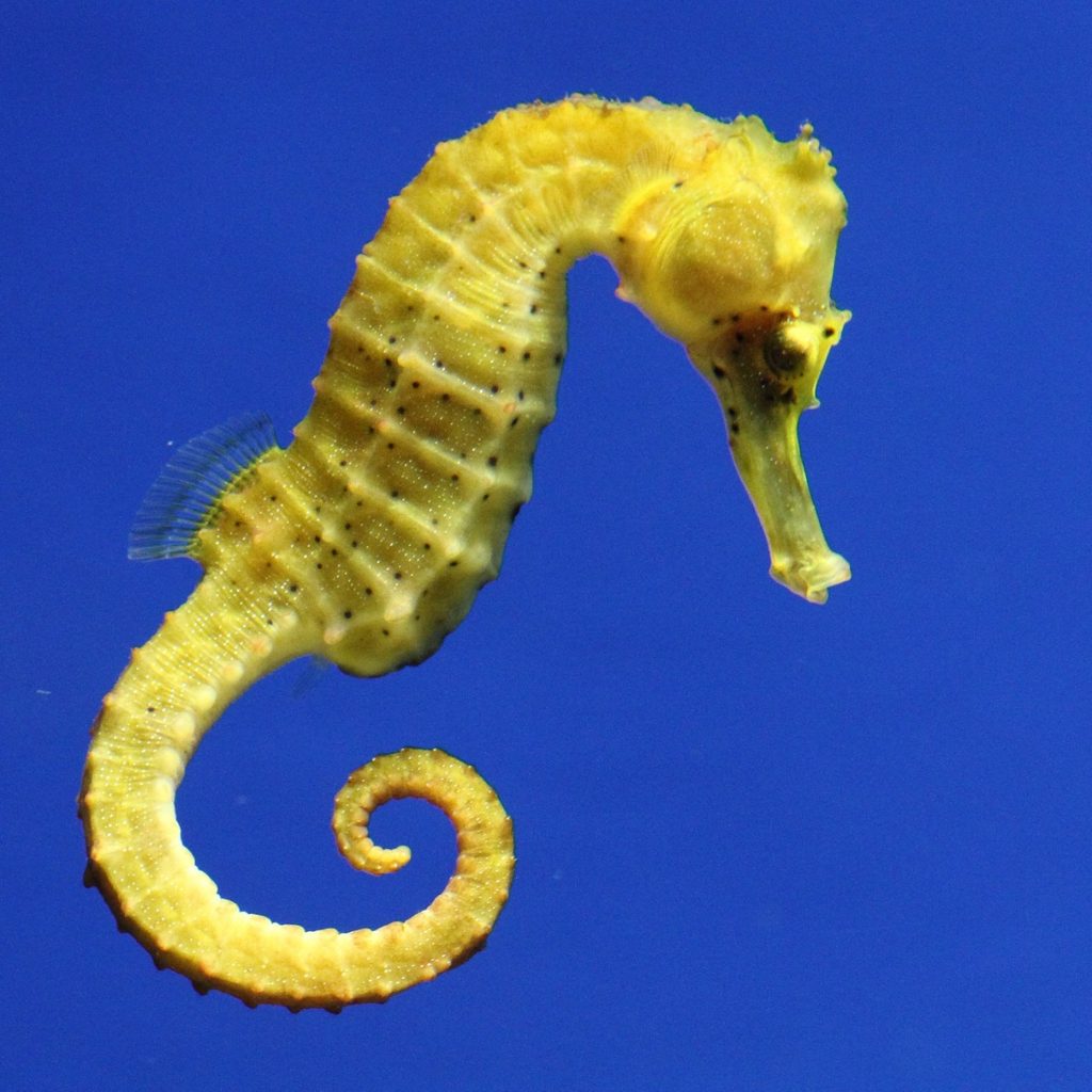 Yellow seahorse in water