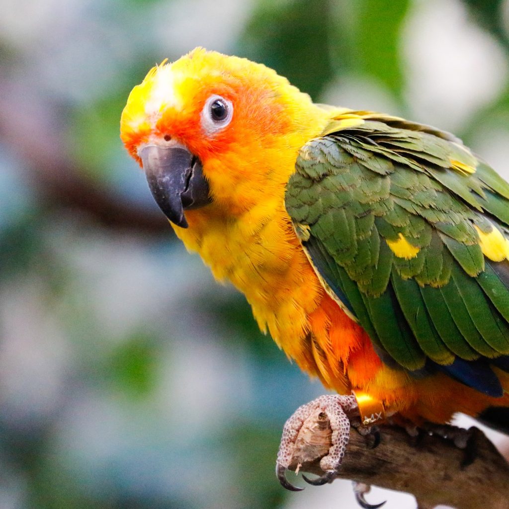 Conure on a branch