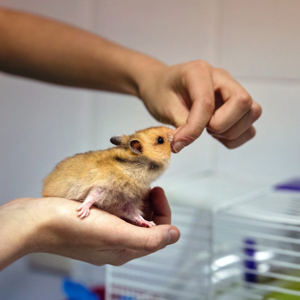 Hamster being fed by a person
