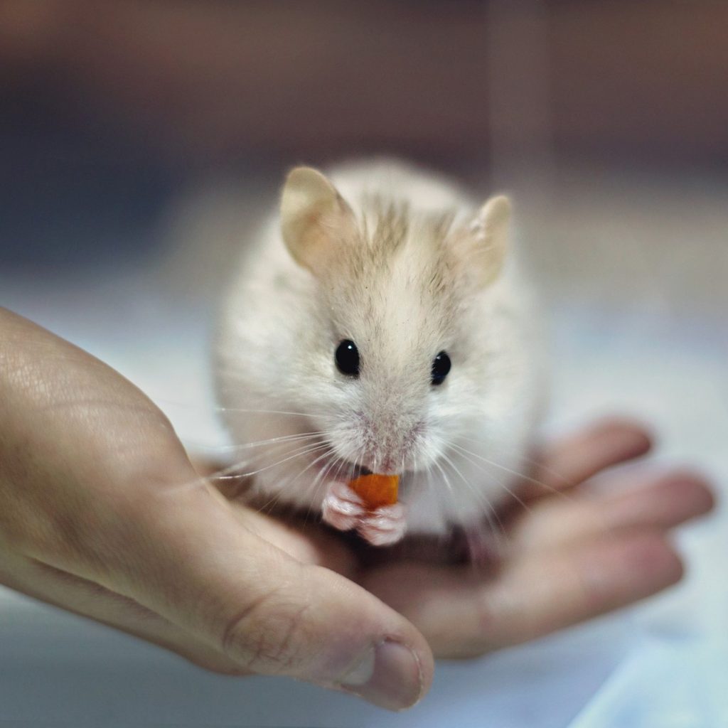 Hamster eating a carrot while held by person