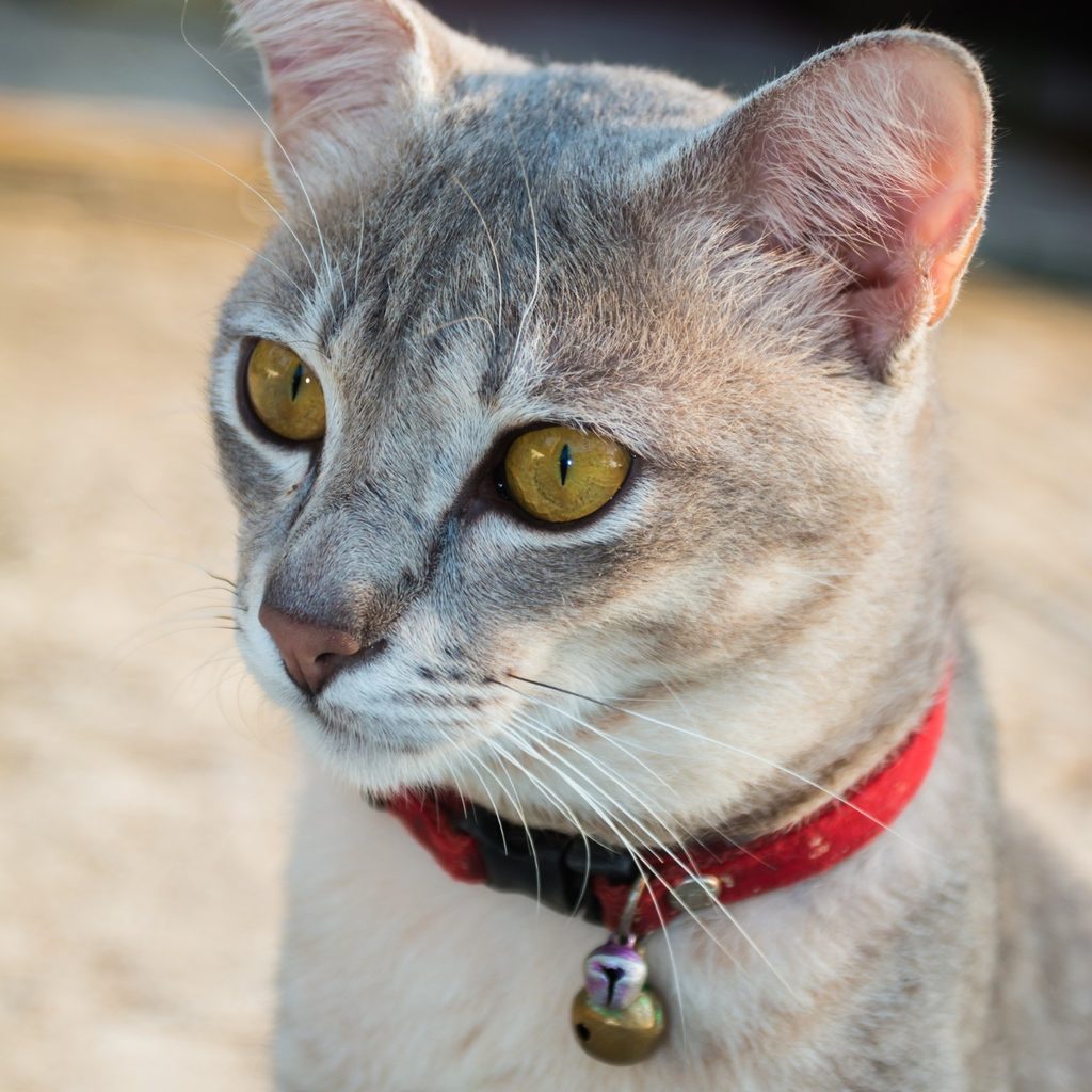 Cat wearing red collar with bell