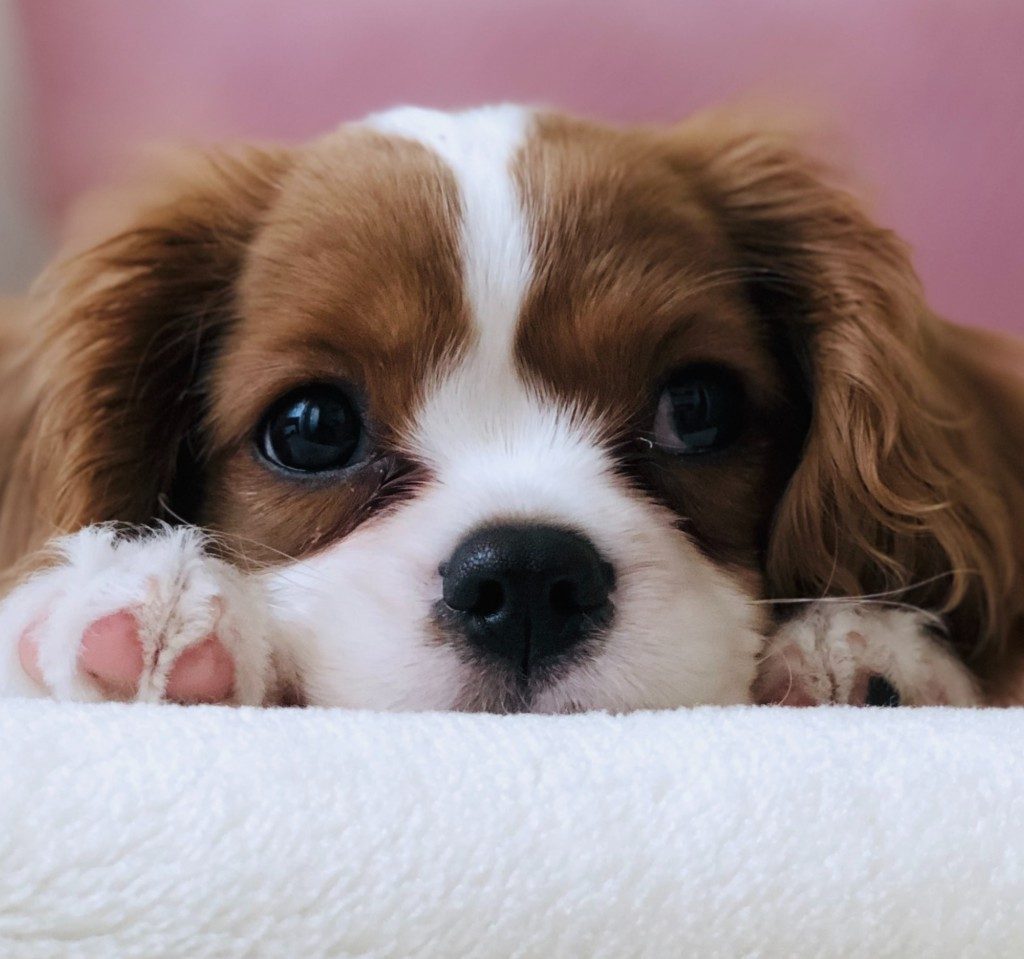 Puppy on rug looking up