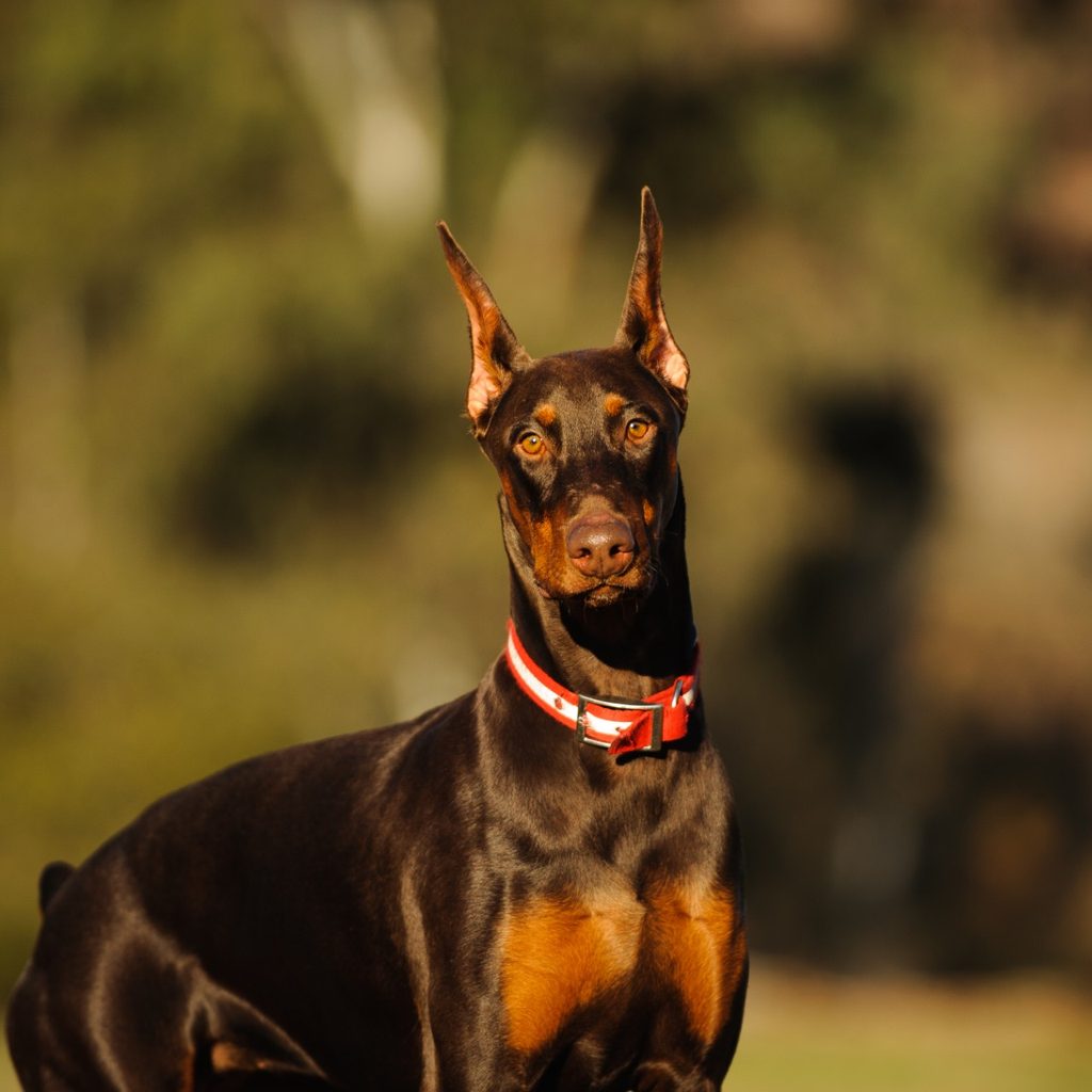 Doberman dog with a red collar