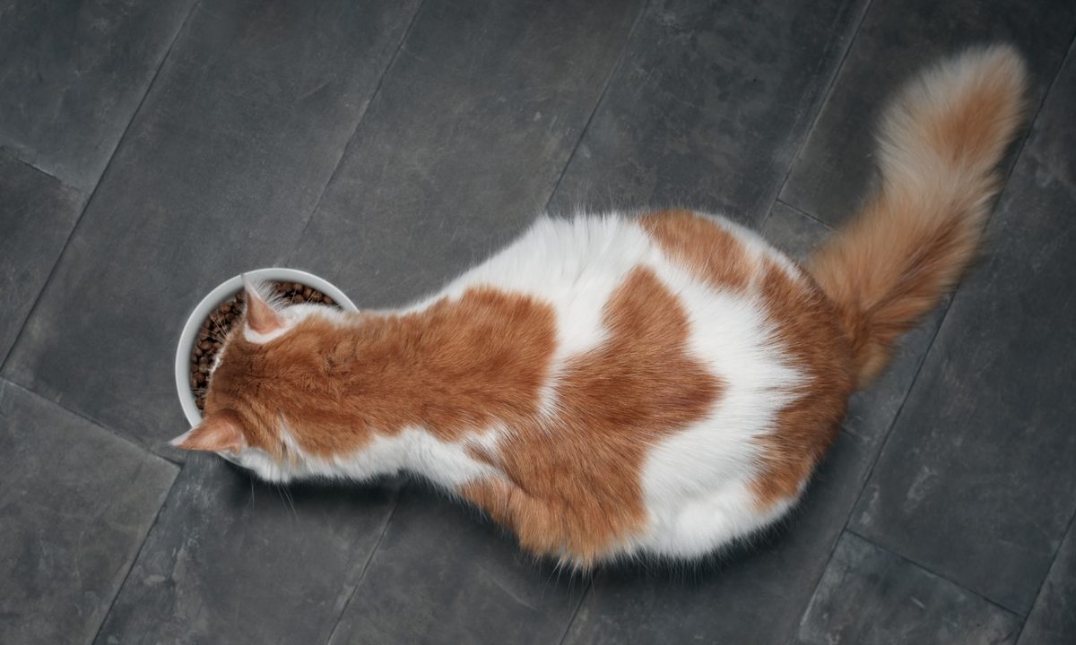 Orange and white cat eating