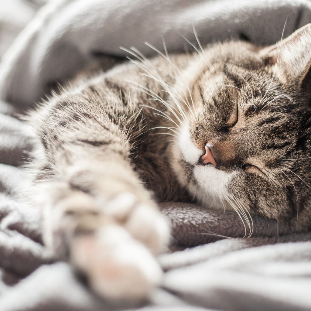 Curled-up cat sleeping in cover