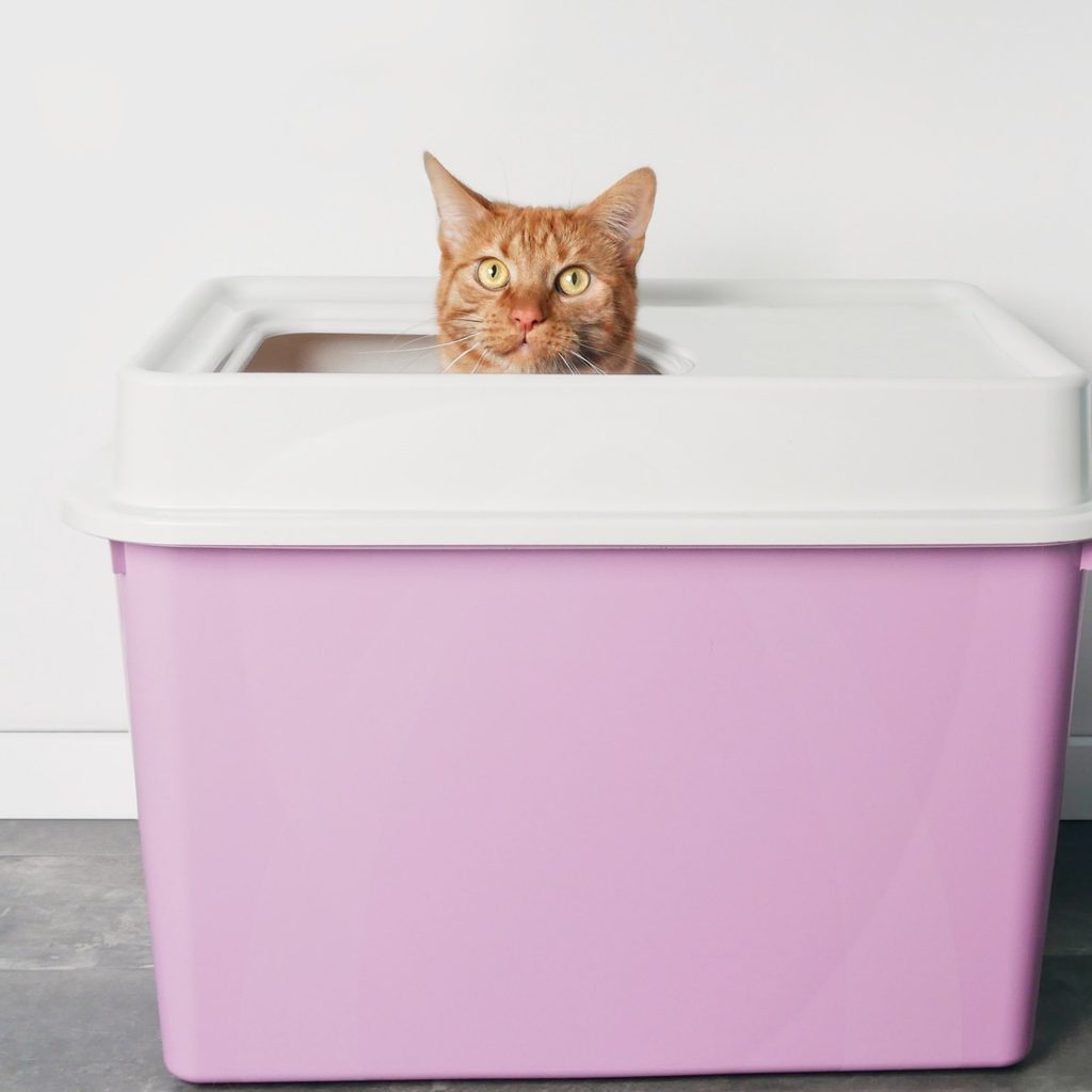 Orange cat in pink litter box