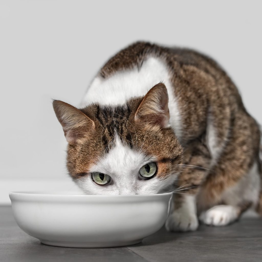 Calico cat eating from bowl