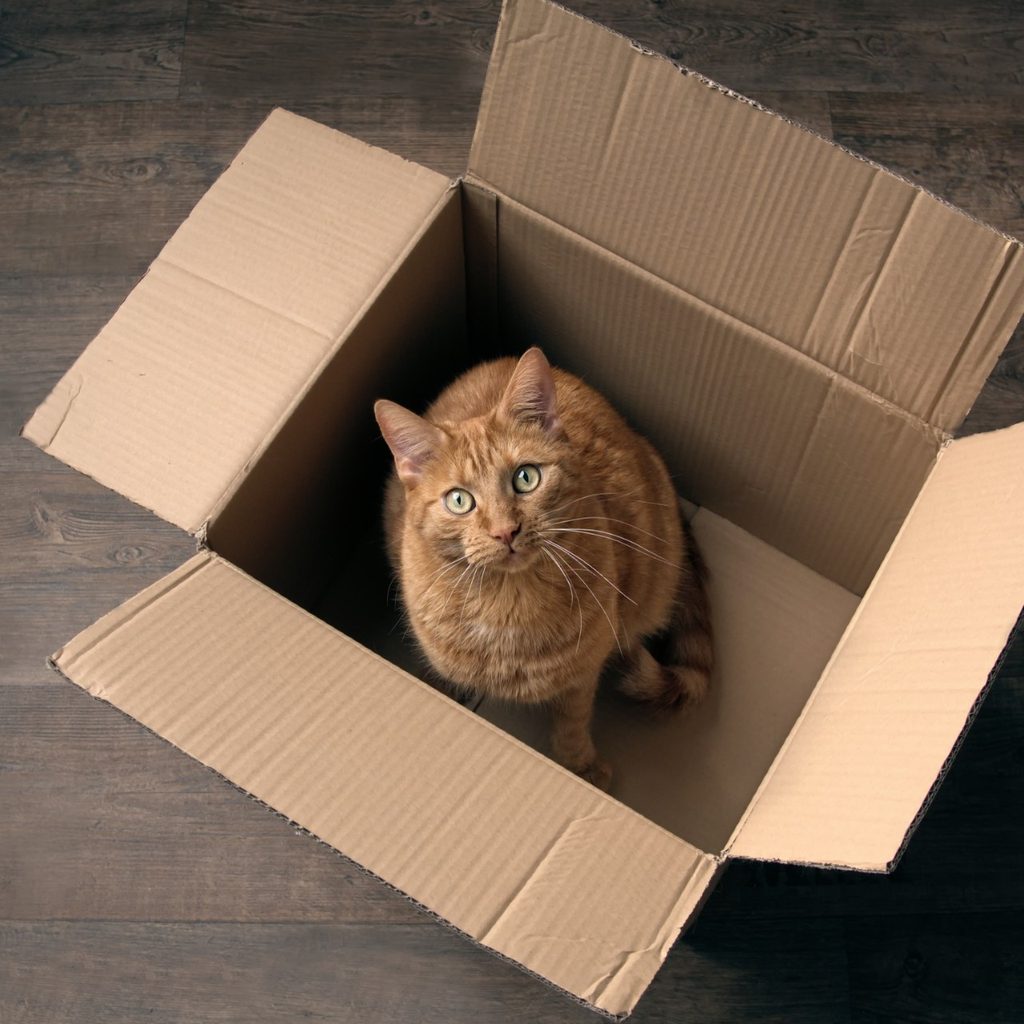 Orange cat in a cardboard box