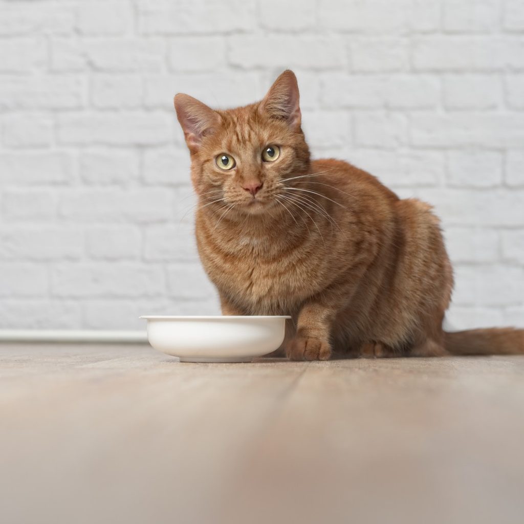 Cat looking up from bowl